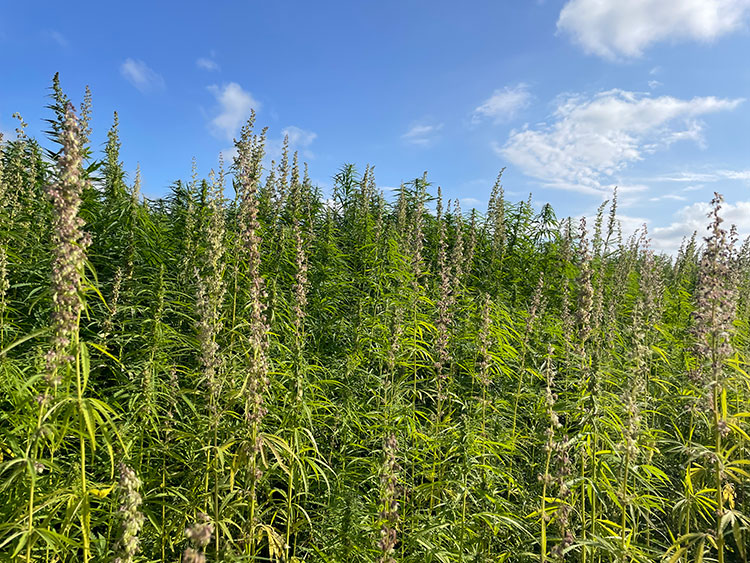 Vezelhennep biobased bouwmateriaal